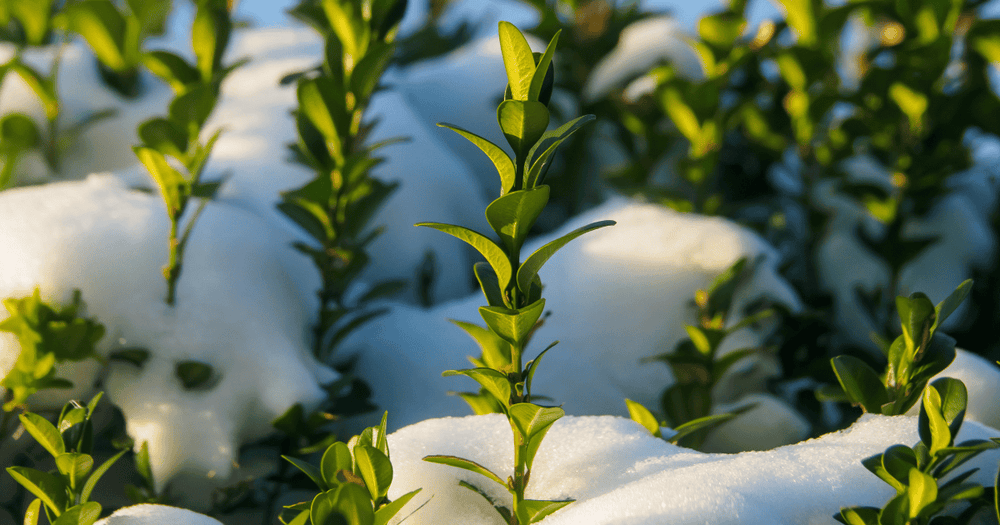 Boxwood shrub with snow around it