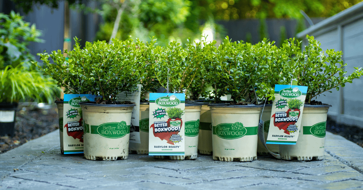 Row of Better Boxwood shrubs in branded plant containers with tags
