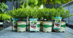 Creating an Elegant Entryway Garden with Better Boxwood