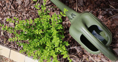 How to Water Better Boxwood