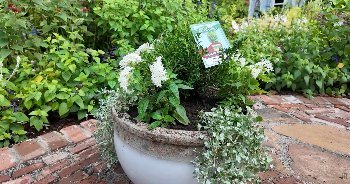 Better Boxwood Planting Project with Jim Putnam