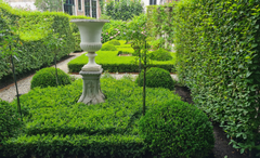 Planting a Boxwood Hedge