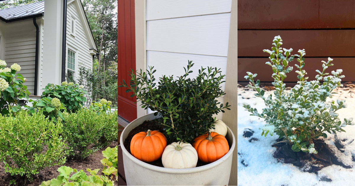 Better Boxwood shown in three settings in container with pumpkins, in snow and in summer