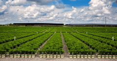 The Better Boxwood Journey