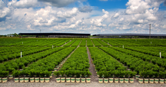The Better Boxwood Journey