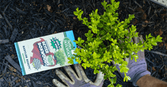 How to Successfully Transplant Your Better Boxwoods
