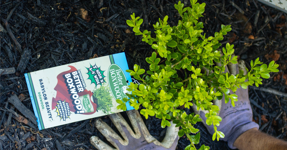 How to Successfully Transplant Your Better Boxwoods