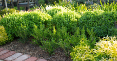 How to Choose the Right Boxwood