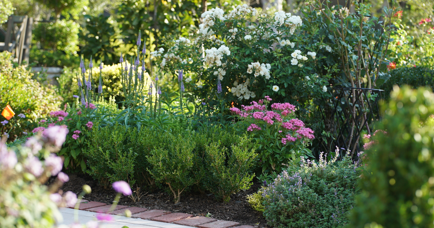 Better Boxwood in Linda Vater's Oklahoma garden