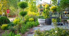 Better Garden Pairings with Better Boxwoods