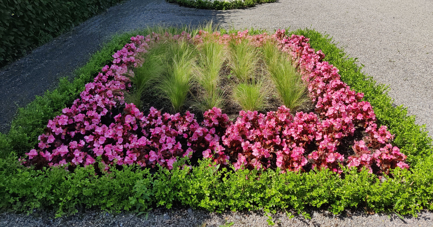 Boxwood border in a formal garden