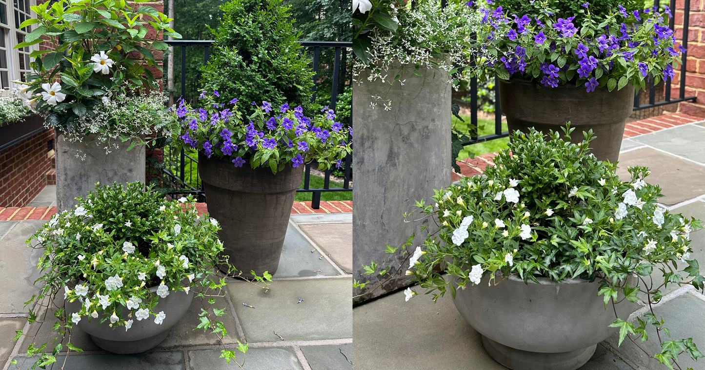Container garden trio with Better Boxwood plants and spring perennials