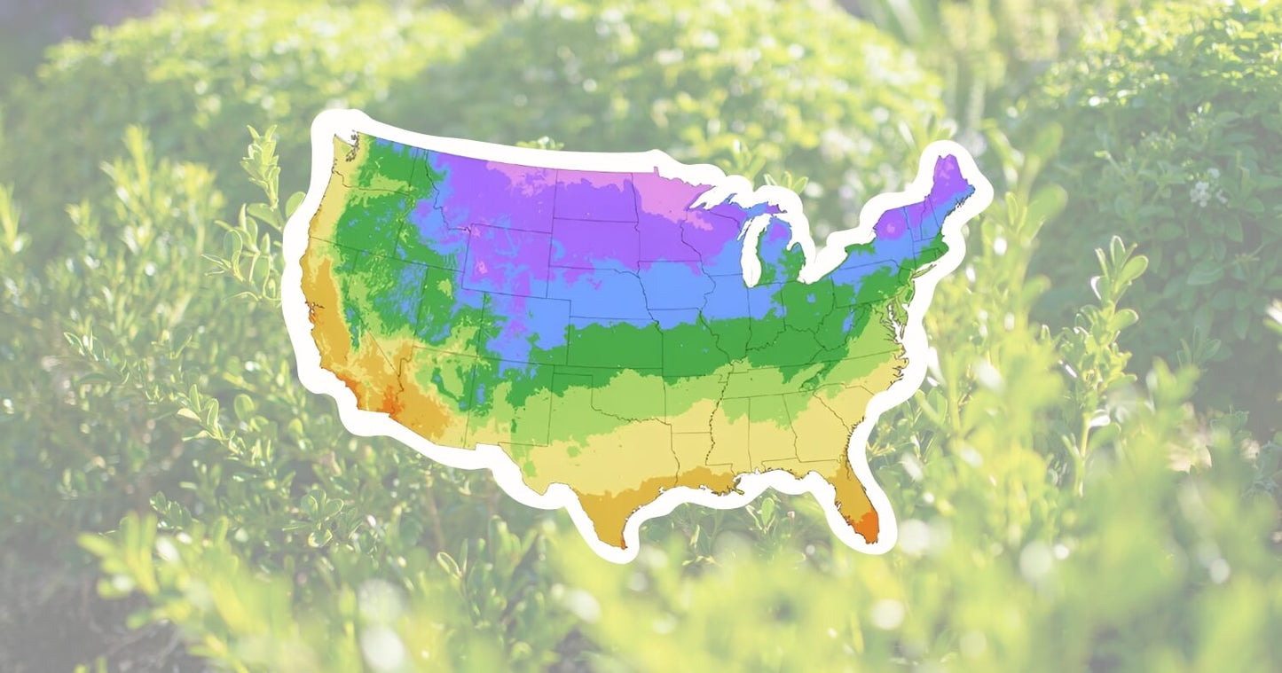 USDA hardiness zone map over boxwood shrubs showing when to plant boxwoods and ideal regions for planting boxwood in fall.