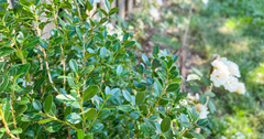 Naturalistic Privacy Planting That Marries Beauty, Resilience, and Design Versatility