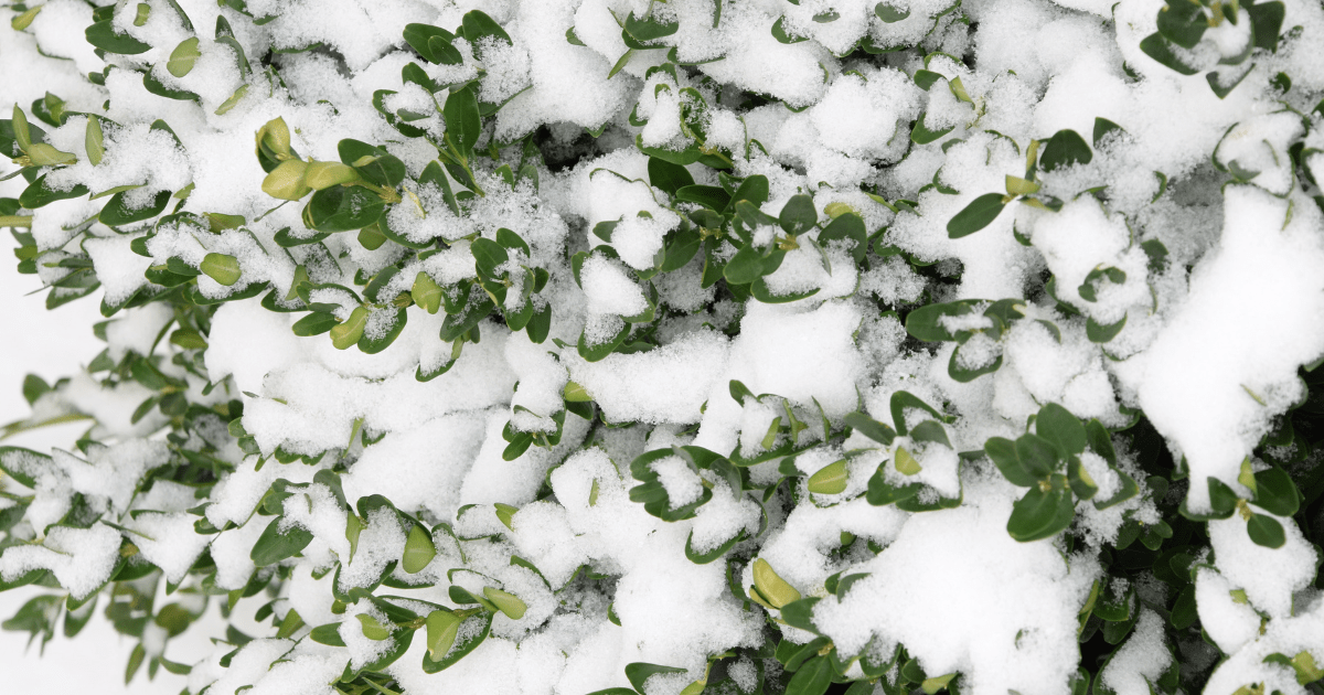 Snow on branches of cold-hardy Better Boxwood