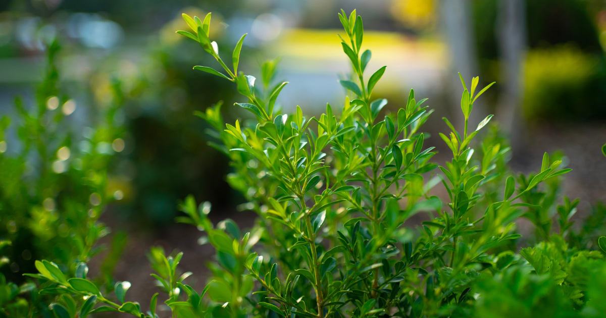 Closeup of boxwood branches