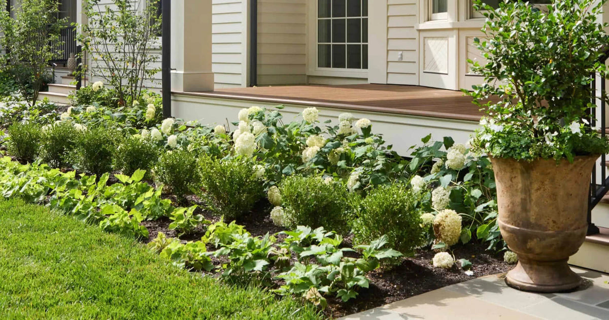 Better Boxwood planted in a row in front of hydrangeas at the Southern Living Idea House.