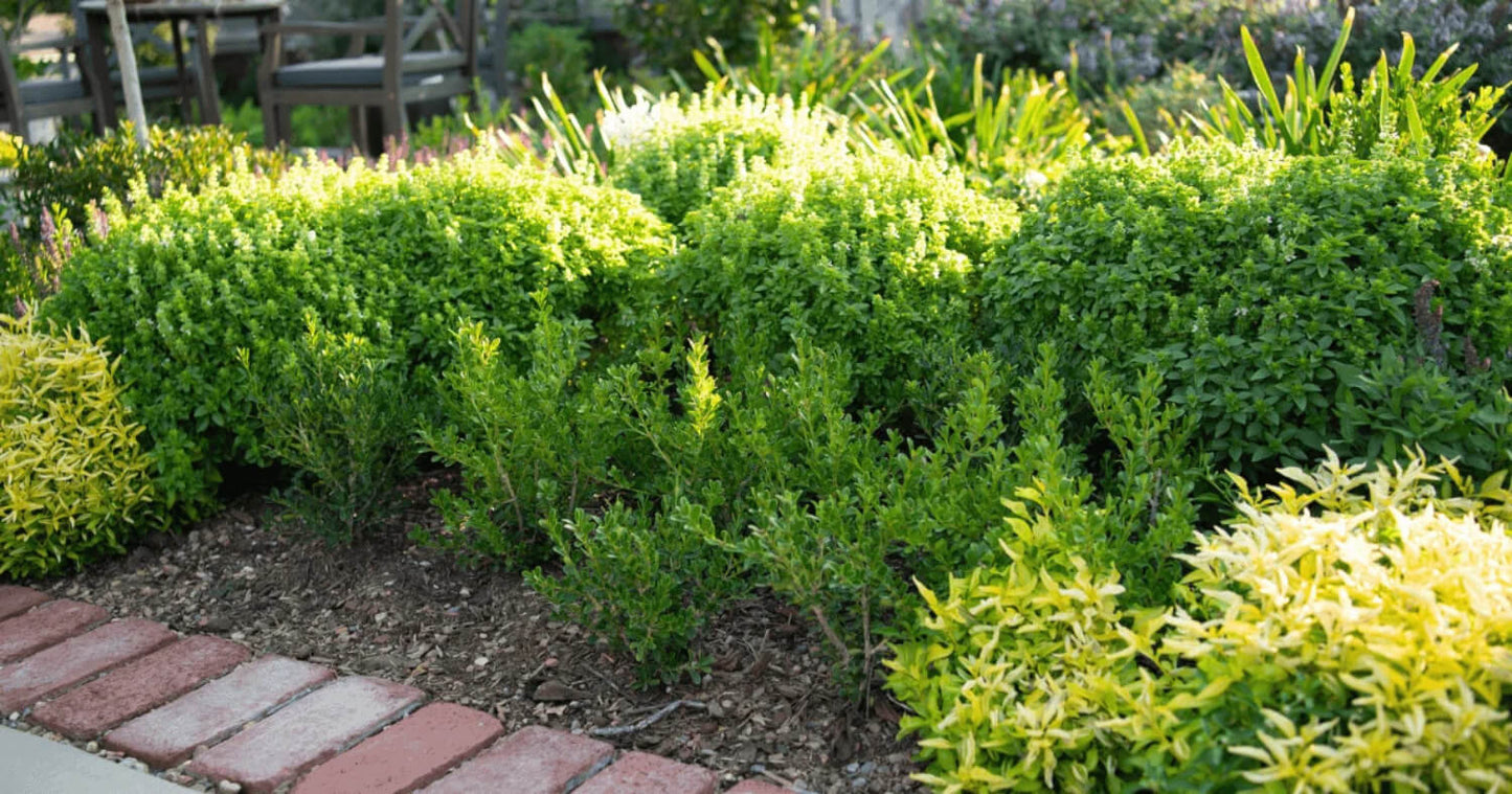 Disease-resistant Better Boxwood growing in Linda Vater's Oklahoma garden.