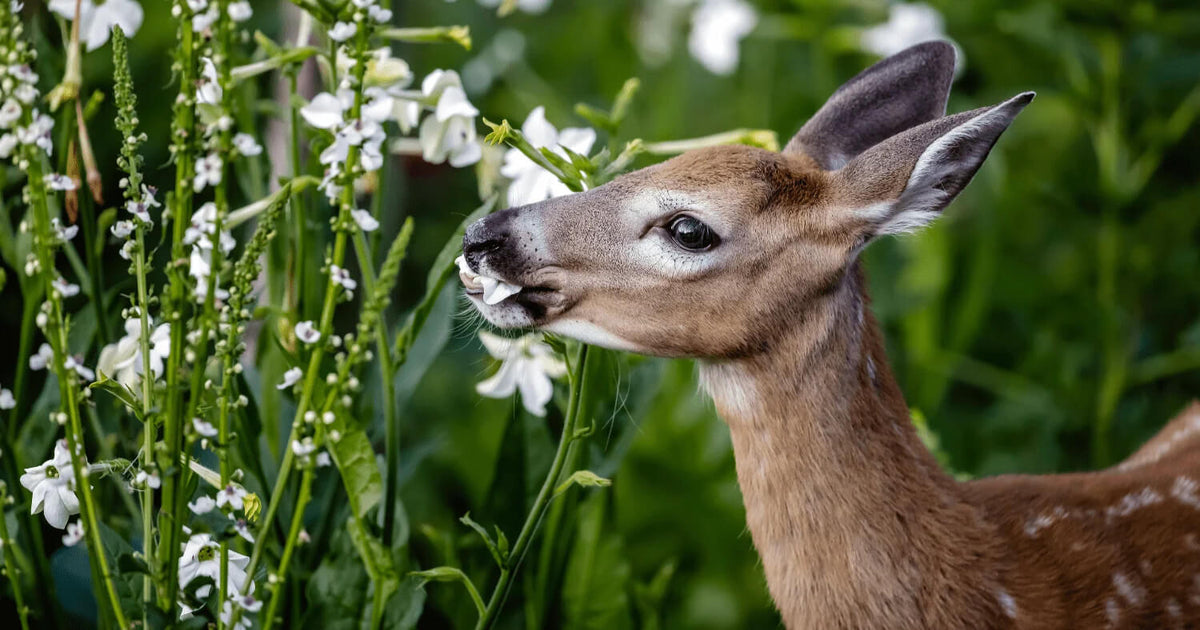 Deer eating white flowers in a garden.
