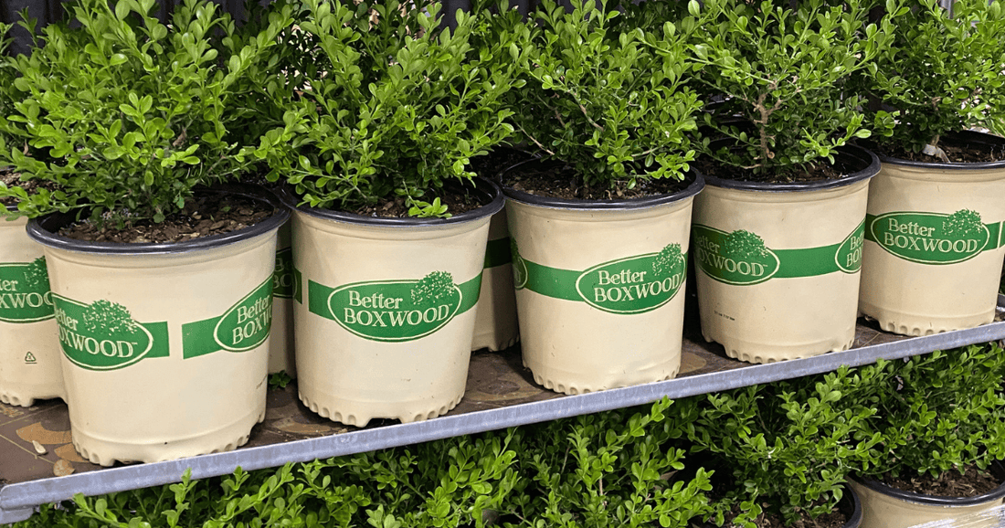 Get to Know Better Boxwood with plant finder Kip McConnell