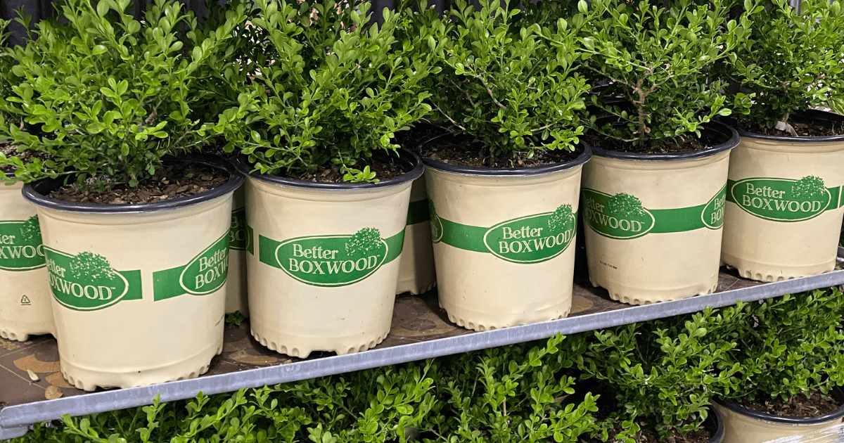 Row of Better Boxwood plants in branded pots on retail shelves in a garden center
