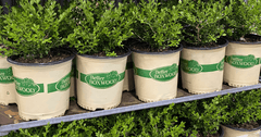 Get to Know Better Boxwood with plant finder Kip McConnell