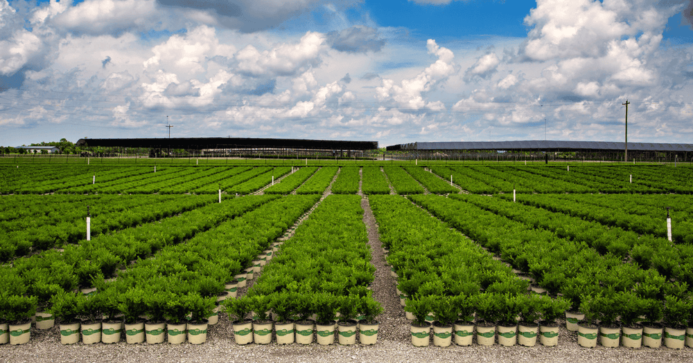 field of Better Boxwoods at the nursery