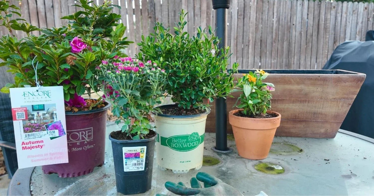 Better Boxwood grouped with Encore Azalea and purple mums in a mixed planting.