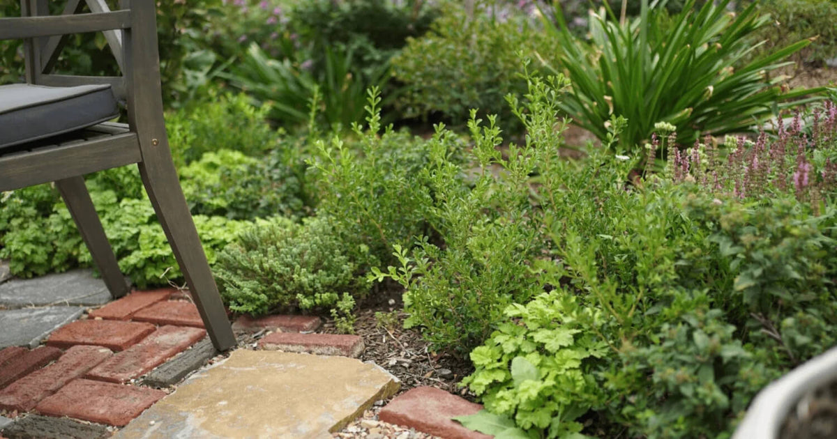 Young Better Boxwood shrubs adding evergreen structure beside a paver patio