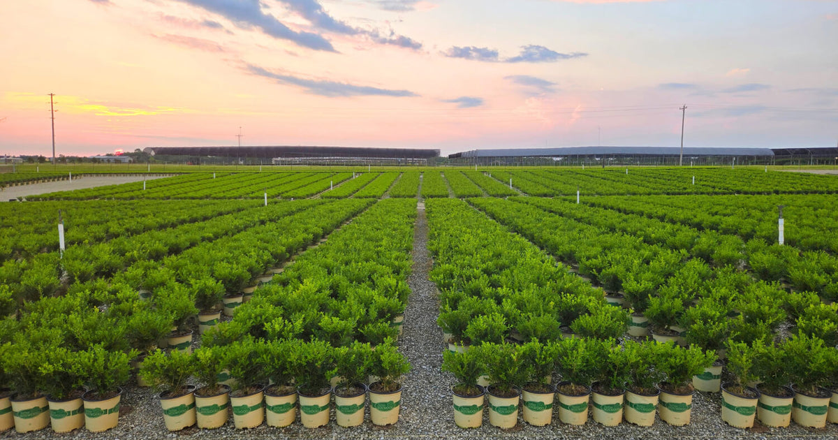 Rows of Better Boxwood shrubs growing in nursery containers at sunset.