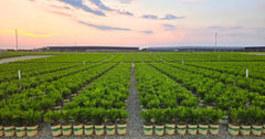The History of Better Boxwood