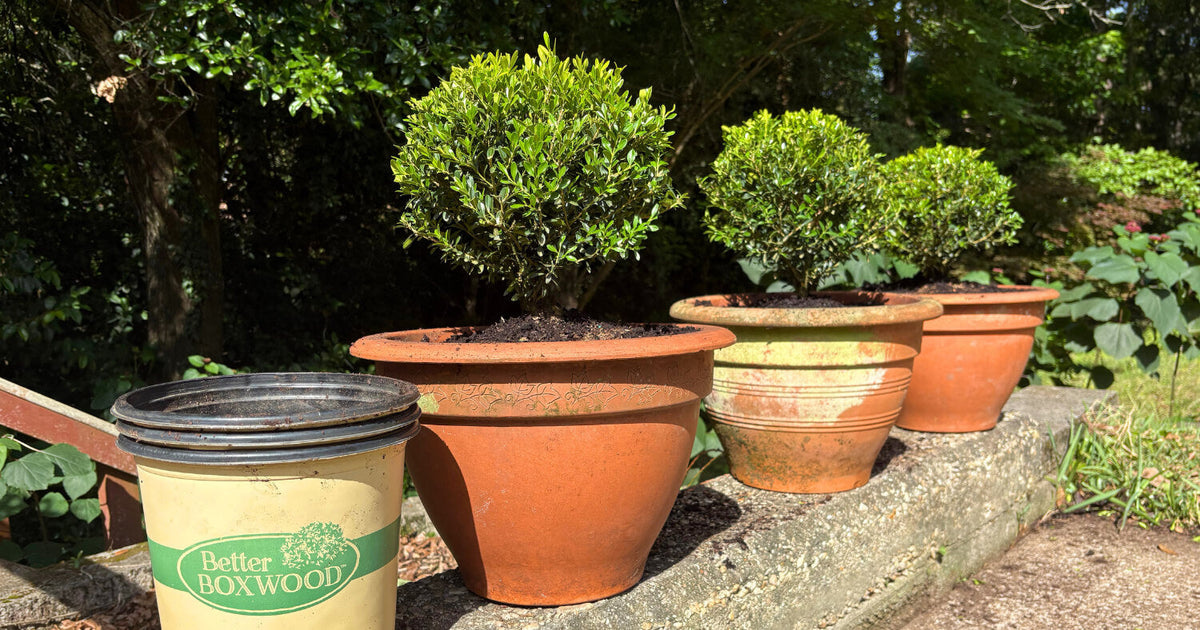 Better boxwood shrub topiaries in terracotta planters are arranged in a row.