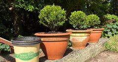 Boxwood Topiary Ideas: 4 Playful Ways to Style Your Garden
