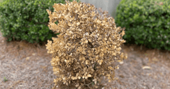 What Is the Difference Between Boxwood Blight and Root Rot?