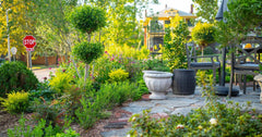 Better Garden Pairings with Better Boxwoods