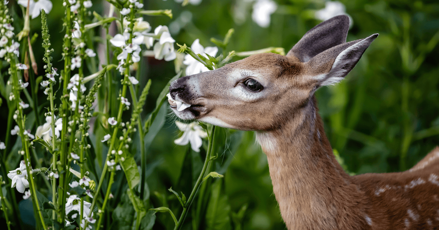 Are Better Boxwood Shrubs Deer Resistant?