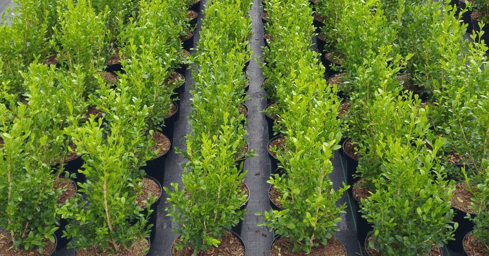 How to Choose the Right Boxwood