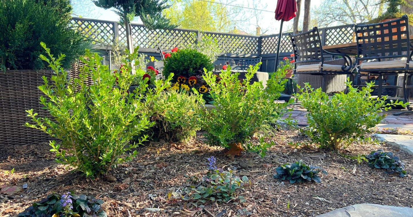 Boxwood shrubs growing in a mulched garden bed beside a sunny backyard patio with outdoor seating, lattice fencing, and flowering plants.