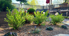 Planting Better Boxwood® in Sun or Shade: How Much Sun Do Boxwoods Need?