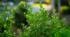 The 15-Minute Better Boxwood Fall Care Routine