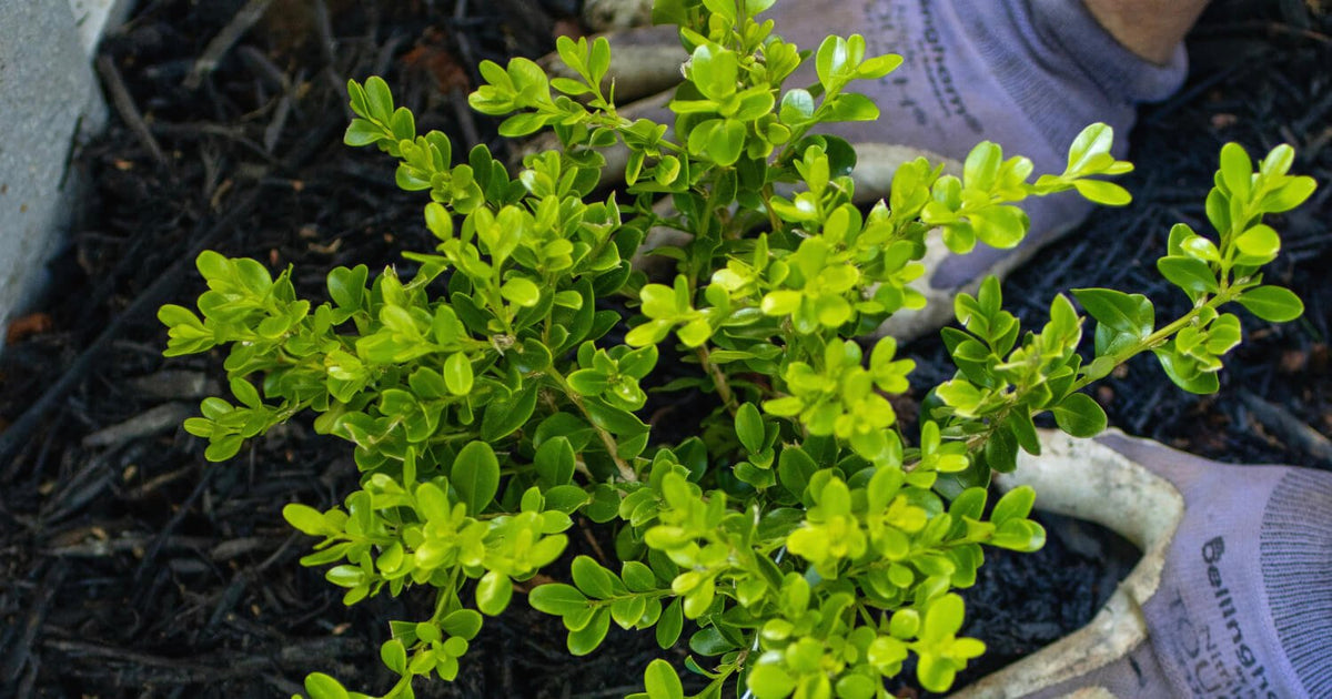 Planting a boxwood shrub in the ground.