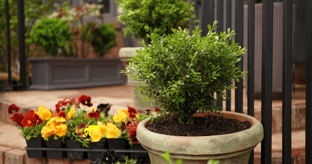 A potted Better Boxwood shrub and blooming red and yellow flowers are placed on a stone surface near a metal fence, with a garden area in the background.