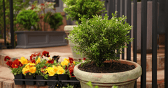Better Boxwood Container Planting Guide