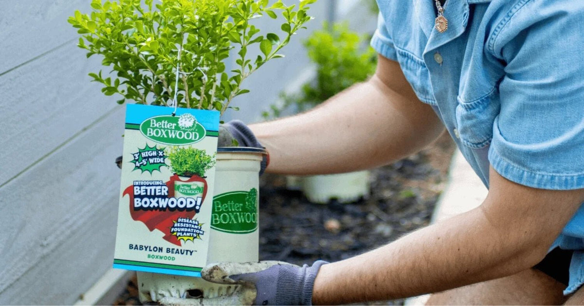 Hands planting a Better Boxwood with its root ball positioned in a garden bed.