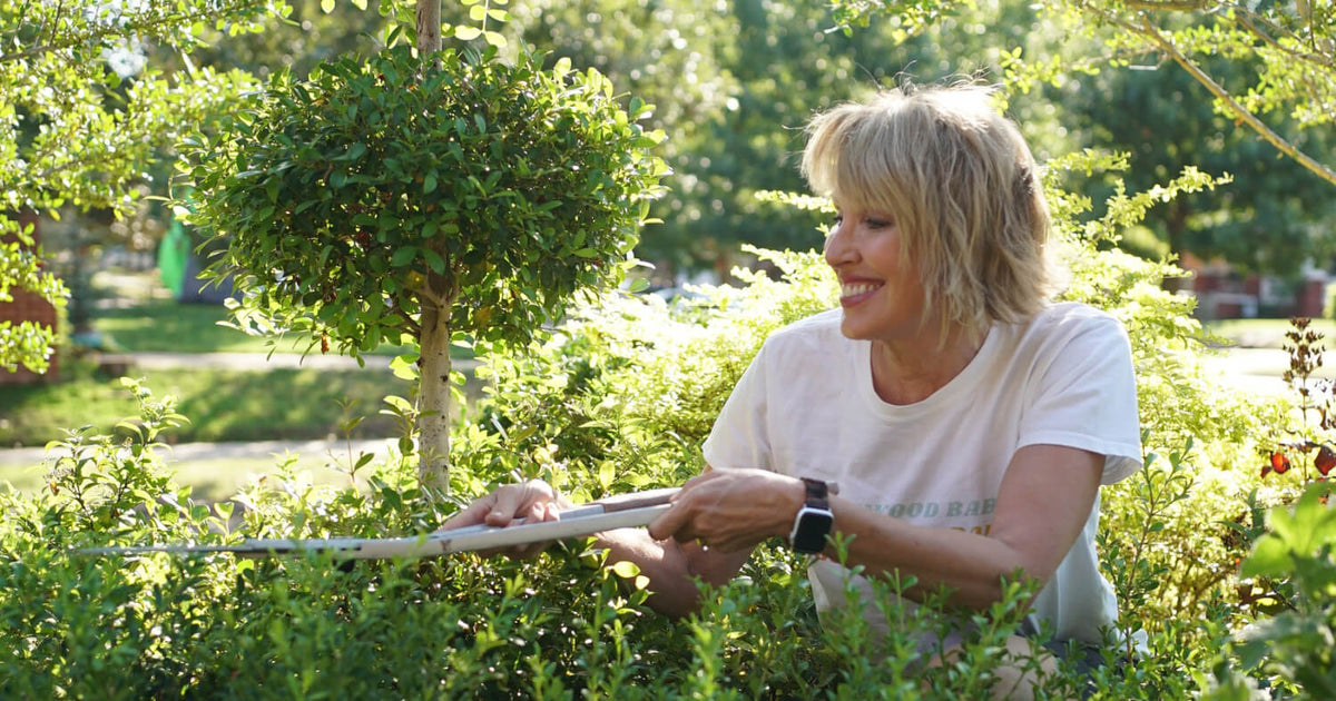Linda Vater seated beside Better Boxwood plants in her Oklahoma City garden before pruning.