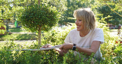 How to Prune Better Boxwood 