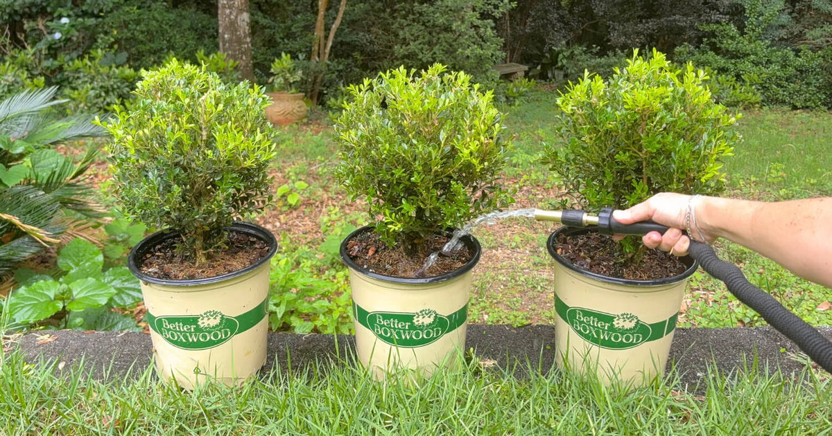 Hand holding garden hose watering a row of three Better Boxwood shrubs.