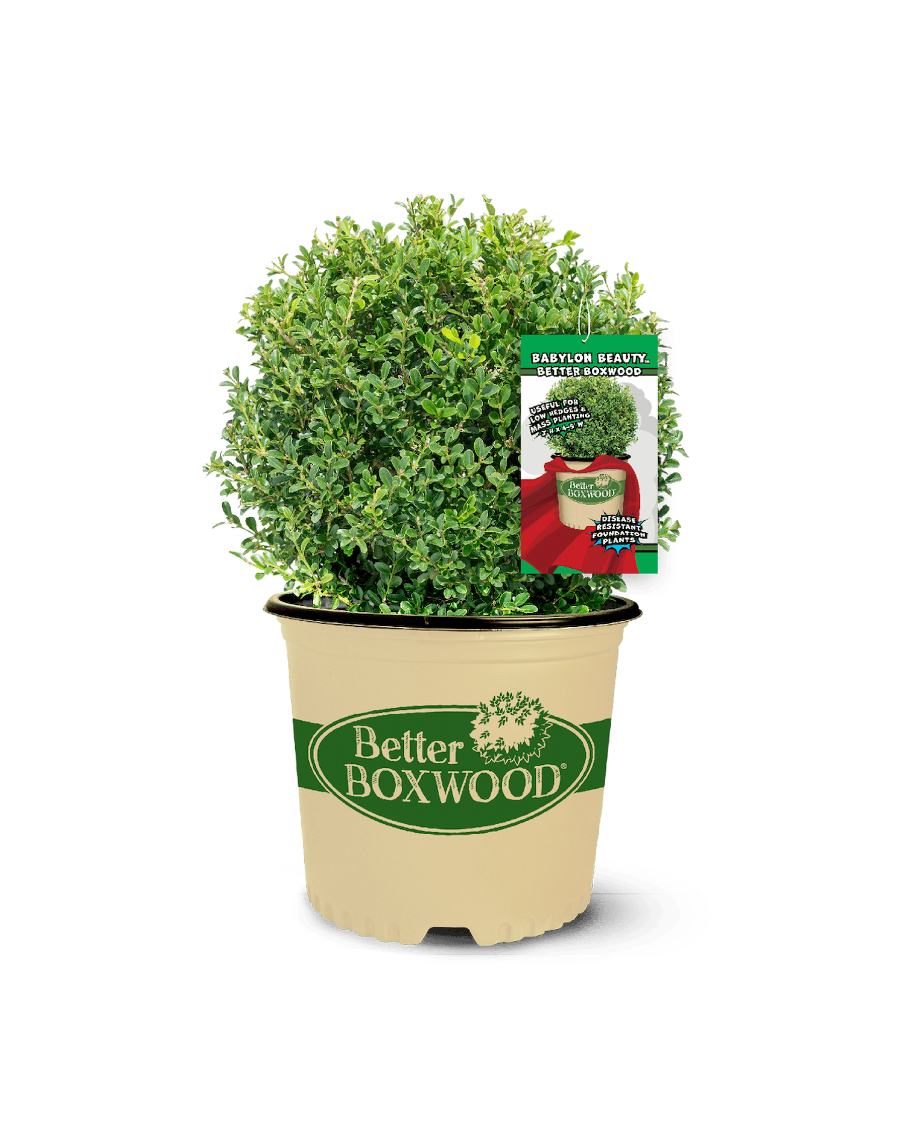 Better Boxwood Varieties