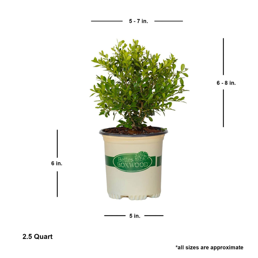 
                  
                    2.5 Quart Skylight Better Boxwood with shipped plant dimensions. 
                  
                