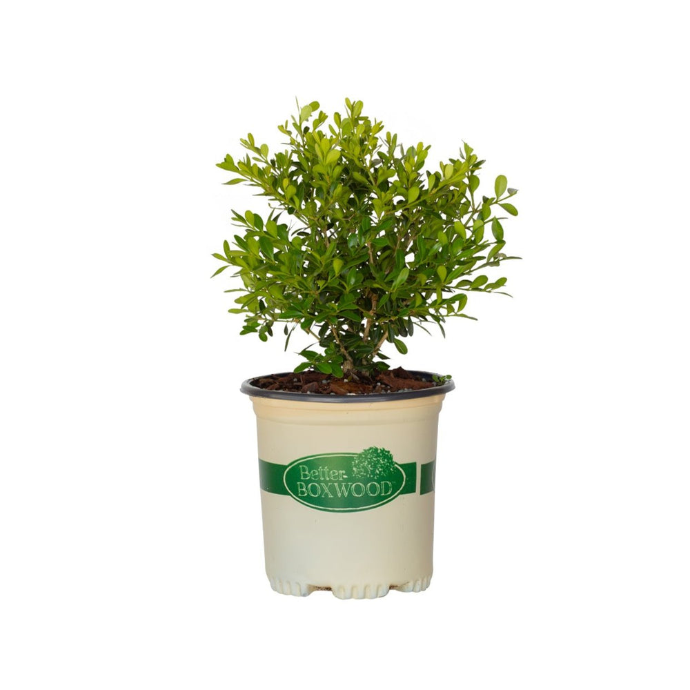 
                  
                    2.5 Quart Skylight Better Boxwood for sale with bright green foliage in a better boxwood container
                  
                